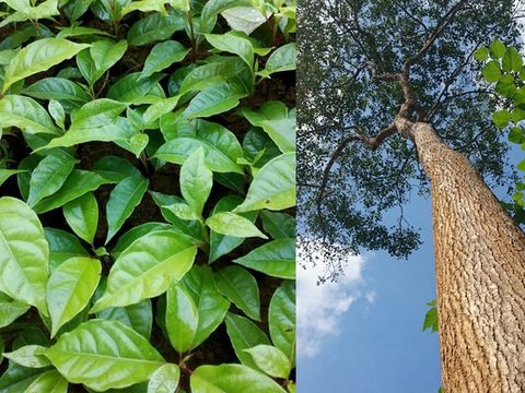 Tìm hiểu về cây Gỗ Gù Hương - Báu vật rừng xanh đang hồi sinh?