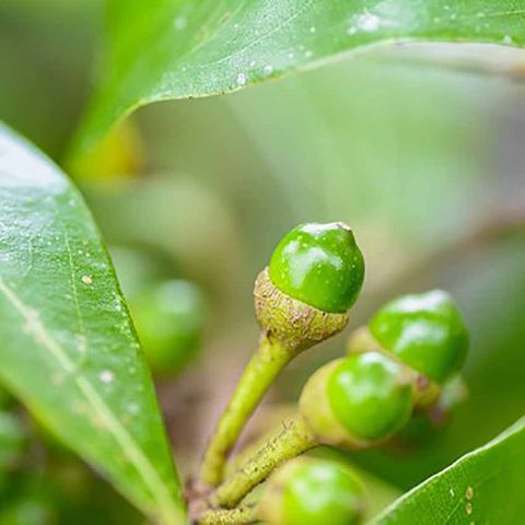 Cây Màng Tang là cây gì? Công dụng và cách ứng dụng Màng Tang trong cuộc sống