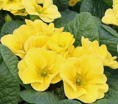 Màu vàng Primrose - Gam màu rực rỡ của mùa Xuân Hè 2017