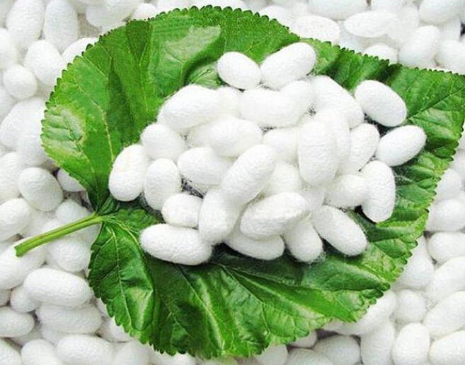 Giới thiệu gối lụa tơ tằm - tơ tằm có tác dụng với sức khỏe thế nào?