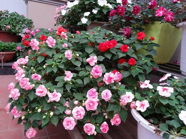 Impatiens is very suitable for garden decoration