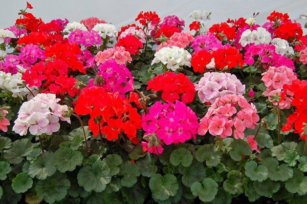Time of flowering: Flowers bloom many times from winter to summer