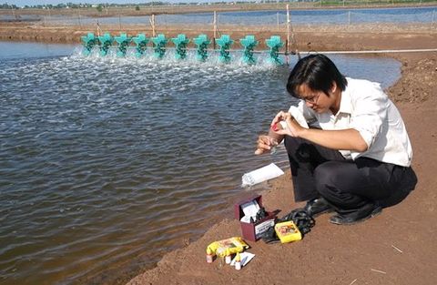 Quy trình xử lý môi trường cho nuôi tôm nước lợ bán thâm canh, đảm bảo an toàn (Phần 5)