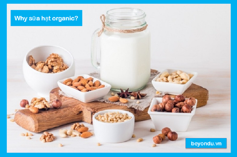 Vì sao sữa hạt hữu cơ trở nên phổ biến và là lựa chọn lành mạnh thay thế sữa động vật của nhiều người?