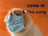 Các câu hỏi và câu trả lời hữu ích về Coronavirus (COVID-19) và Thú cưng nhà bạn