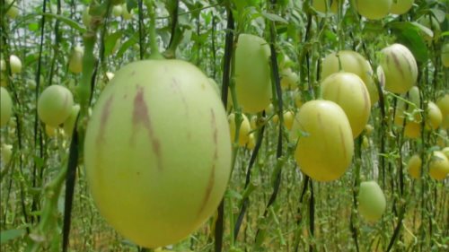Vườn dưa hấu pepino đạt sản lượng 250 tấn một tháng
