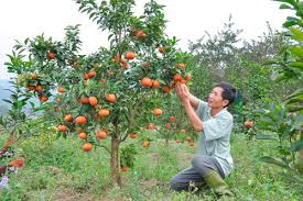 Cẩm nang quy trình kỹ thuật trồng chăm sóc một số cây ăn trái và hưỡng dẫn lập kế hoạch sản xuất trong nông hộ, tổ nông dân