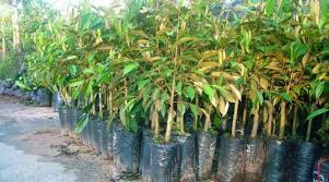 Kỹ thuật trồng và chăm sóc cây Sầu Riêng