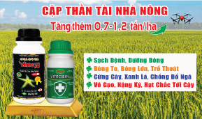 Cặp Đôi Thần Tài - Vinco 79 + Vitrobin - Giải Pháp Tăng Thêm 700 - 1200 kg lúa/ ha