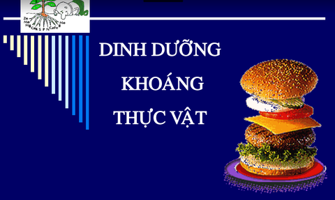 BÀI GIẢNG – DINH DƯỠNG KHOÁNG THỰC VẬT