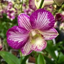 Trồng lan trên đất lúa thu hàng tỷ đồng/ha