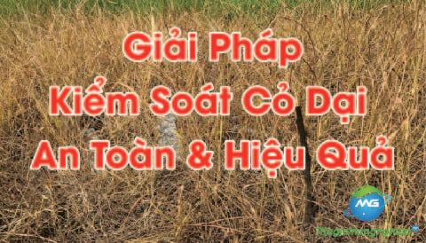 Giải Pháp Kiểm Soát Cỏ Dại An Toàn & Hiệu Quả Với Hoạt Chất Glufosinate Ammonium