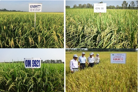 Giải pháp canh tác ứng phó hạn, mặn trong sản xuất lúa
