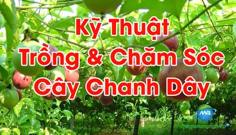 Kỹ thuật trồng và chăm sóc chanh dây đạt năng suất cao