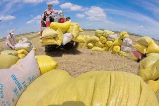 Nâng cao chất lượng để gạo Việt Nam chiếm lĩnh các thị trường