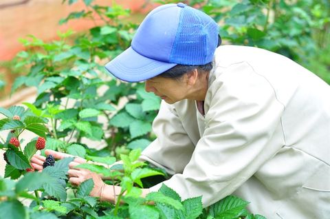 Vườn phúc bồn tử hữu cơ thu tiền tỷ
