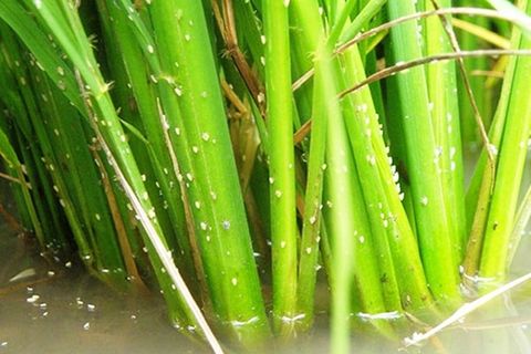 Dự báo sâu bệnh tổng hợp trong tuần (22.06.2020)
