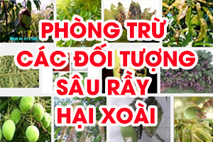 Phòng trừ sâu hại xoài
