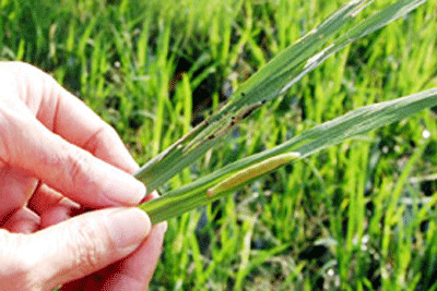 Điều kiện phát sinh và cách xử lý sâu cuốn lá nhỏ hại Lúa