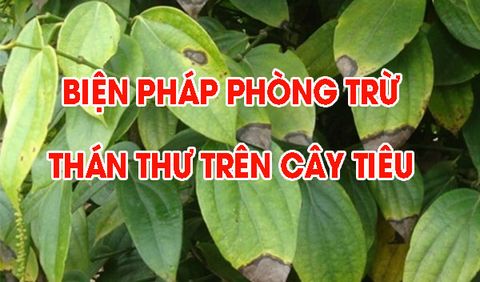 Tìm hiểu nguyên nhân & cách phòng trừ bệnh thán thư trên cây tiêu