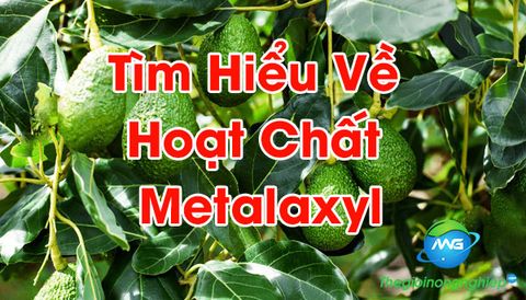 Hoạt chất Metalaxyl là gì? Cách dùng Metalaxyl trị nấm bệnh cây trồng