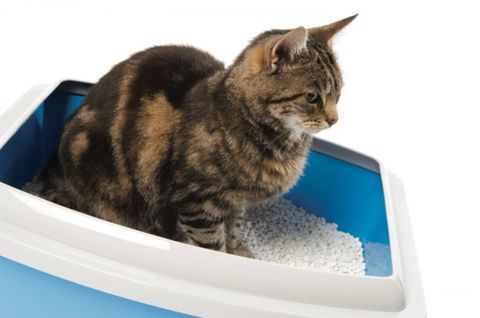 Cát vệ sinh cho mèo dùng được bao lâu?