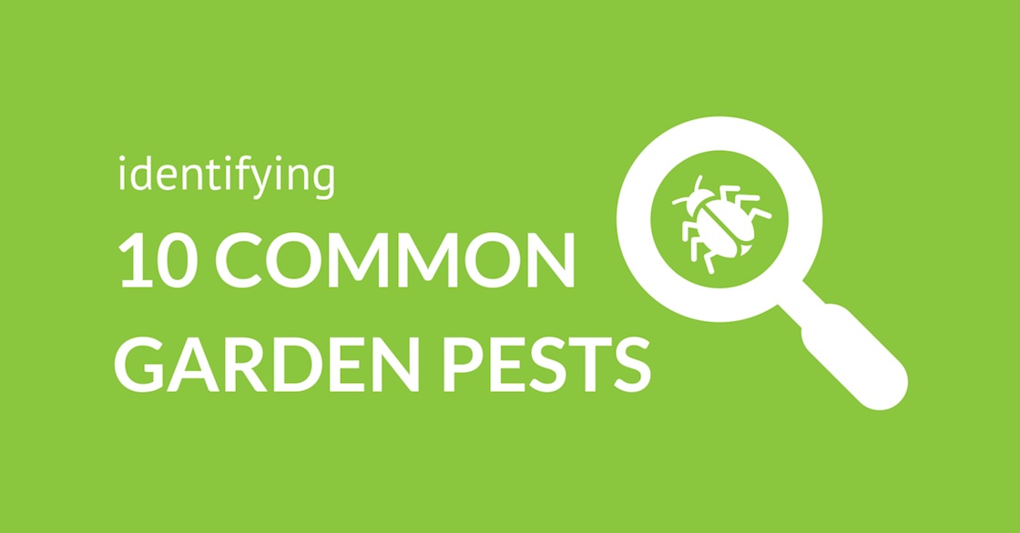 Cách xác định 10 loại sâu bệnh phổ biến trong vườn