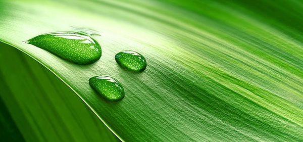Kangen Water® có thể mang lại sự tươi mát và sức sống cho cây trồng