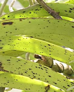 Phòng và trừ một số bệnh hại trên cây phong lan (P2)-Bệnh đốm lá