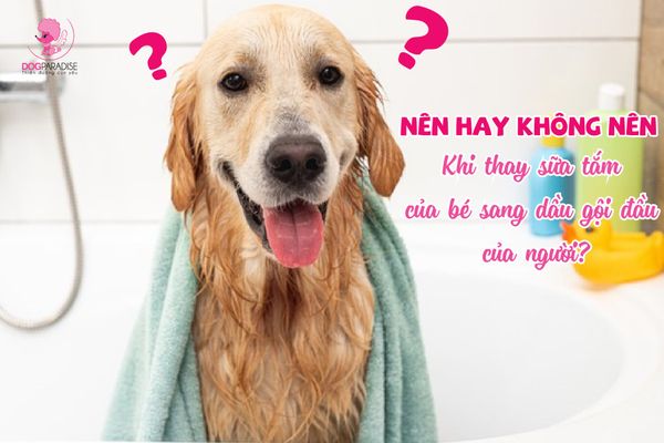 THAY THẾ SỮA TẮM THÚ CƯNG VỚI DẦU GỘI ĐẦU CỦA NGƯỜI? NÊN HAY KHÔNG?