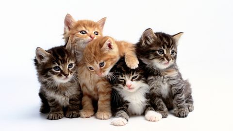 Top 8 các giống mèo đẹp được ưa chuộng nhất thế giới 2020
