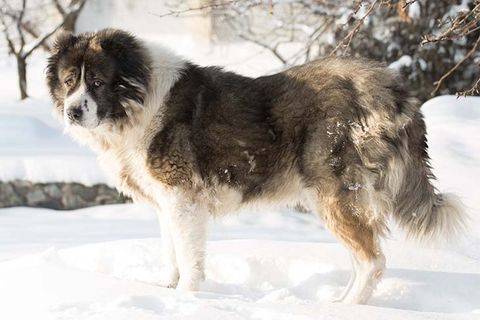 Chó Caucasus: Nguồn gốc, giá bán, đặc điểm, cách chăm sóc (2020)