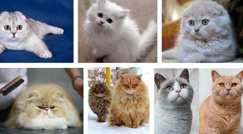 Top 10 các giống mèo quý, đắt giá nhất thế giới 2020