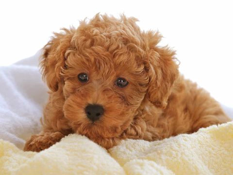 Cách đặt tên cho chó Poodle siêu sịn sò (update 2020)
