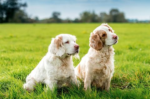 Chó Clumber Spaniel: Nguồn gốc, giá bán, đặc điểm, cách chăm sóc (2020)