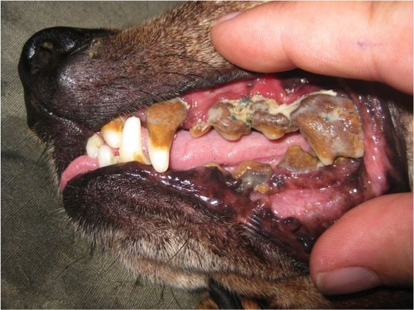 Lấy vôi răng cho chó
