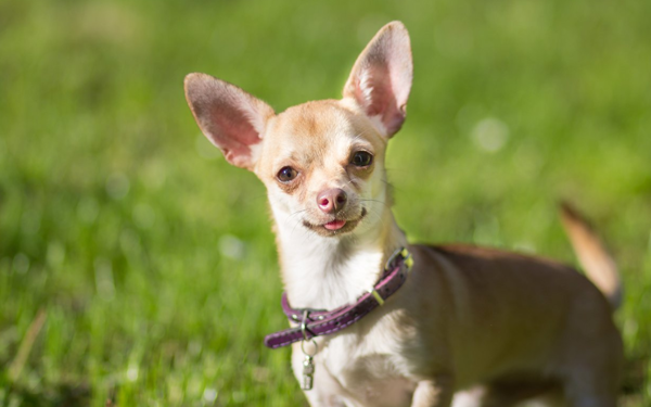 Chó Chihuahua | Nguồn Gốc, Đặc Điểm, Chăm sóc, Giá Bán tại VN