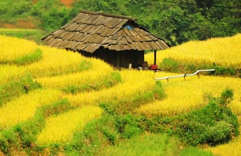 Lào Cai rực rỡ mùa lúa chín