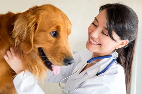 Khám sức khỏe, điều trị cho thú cưng