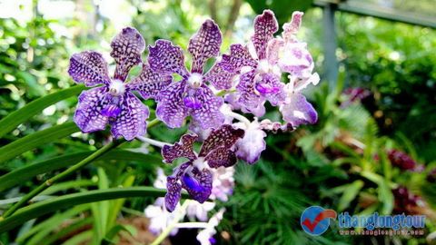 Vườn bách thảo Botanic, ốc đảo đô thị Singapore