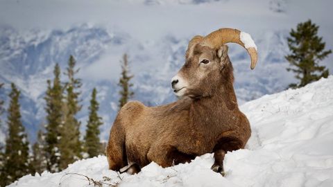 Công viên quốc gia núi Rocky, Canada