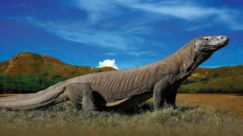 Vườn quốc gia Komodo (Indonesia), nơi duy nhất còn rồng Komodo