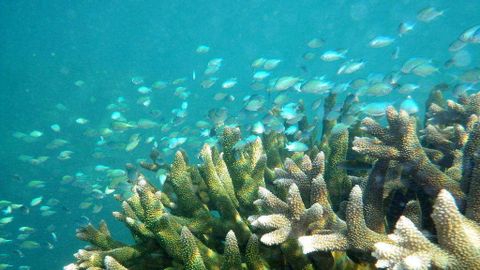 Bờ biển Ningaloo, nước Úc