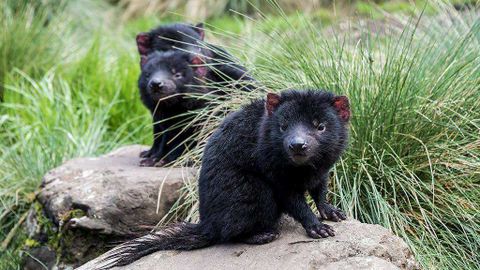 Vùng hoang dã ở Tasmania, nước Úc