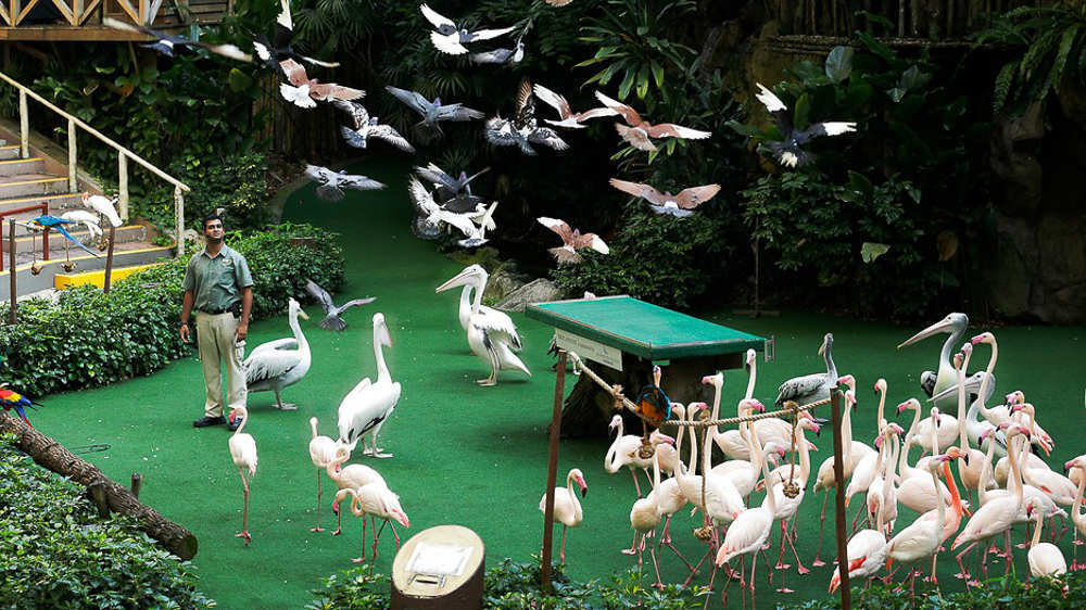 Jurong_bird_park_Singapore