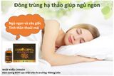ĐÔNG TRÙNG HẠ THẢO TỐT CHO NGƯỜI MẤT NGỦ