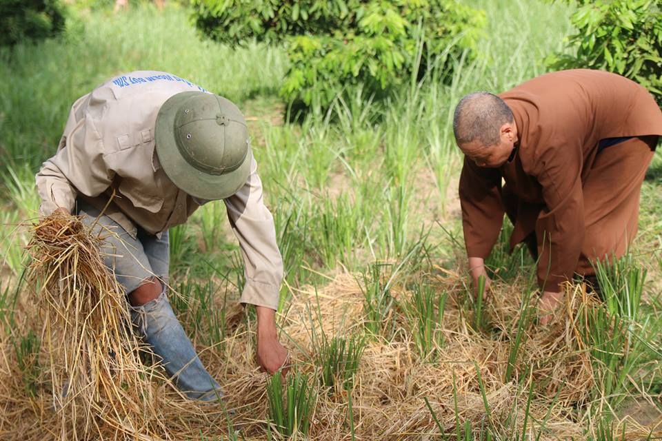 HƯỚNG ĐI MỚI TRỒNG CỎ VETIVER BỀN VỮNG - CẢI TẠO ĐẤT VÀ MANG LẠI HIỂU QUẢ KINH TẾ