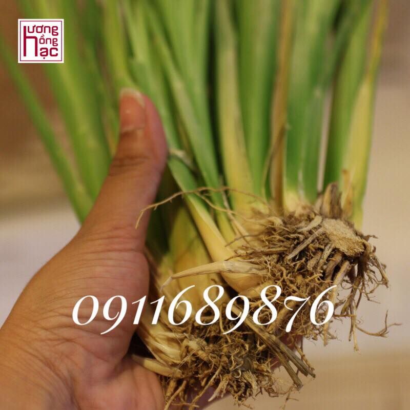 LỰA CHỌN GIỐNG CỎ VETIVER PHÙ HỢP VỚI MỤC ĐÍCH VỚI CHI PHÍ THẤP NHẤT