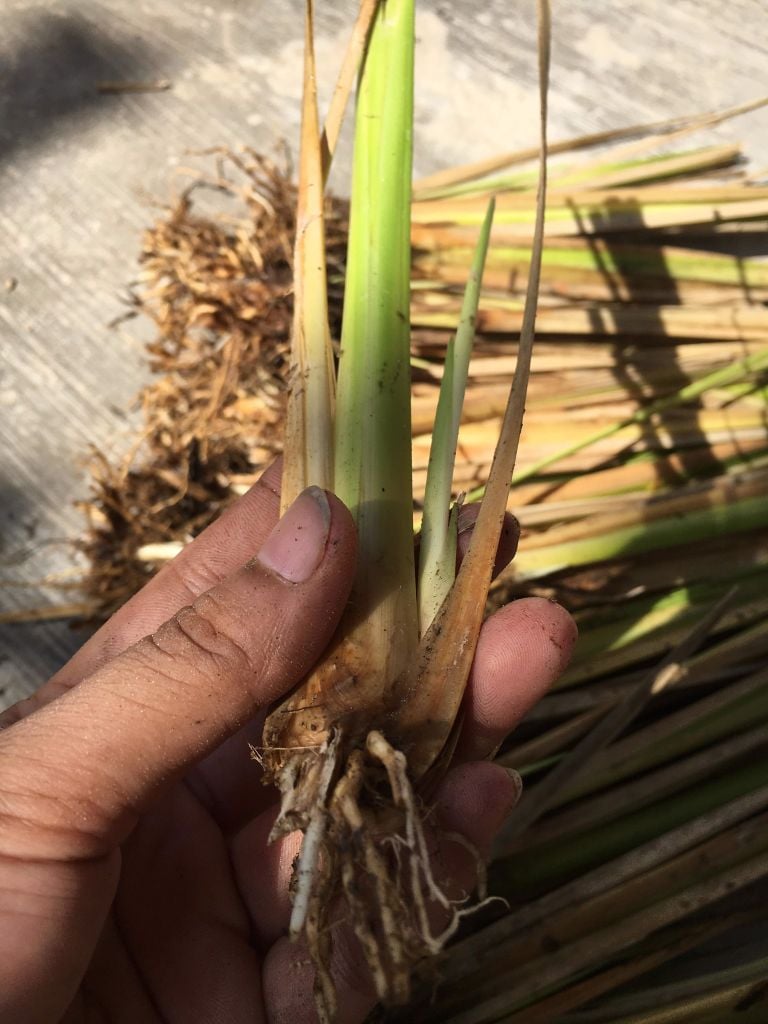 Cung cấp cây giống cỏ Vetiver đã ra rễ trắng và nhánh con, tỷ lệ sống cao hơn 95%, hiệu quả nhất với chi phí thấp nhất cho các công trình