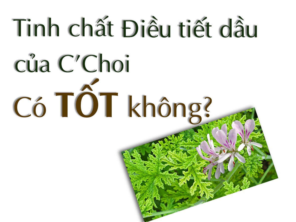 Tinh Chất Điều Tiết Dầu Của C’Choi Có Tốt Không?